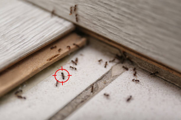 Best Insect Control  in Eldon, MO