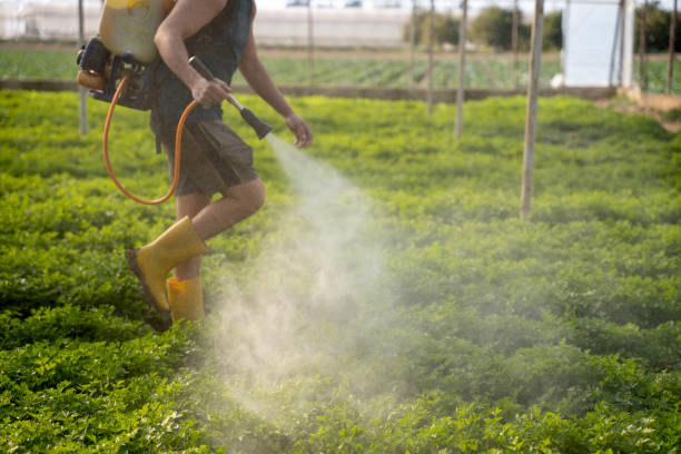 Best Local Pest Control Services  in Eldon, MO