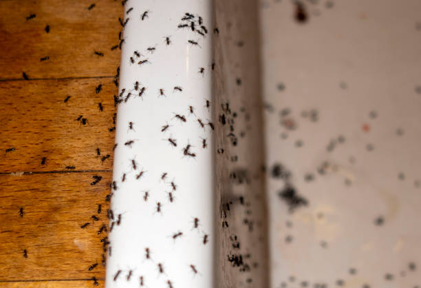 Best Best Pest Control Companies  in Eldon, MO