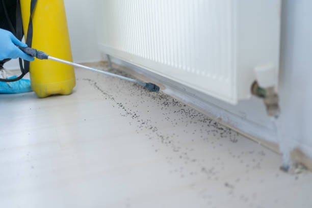 Wasp Removal Services in Eldon, MO